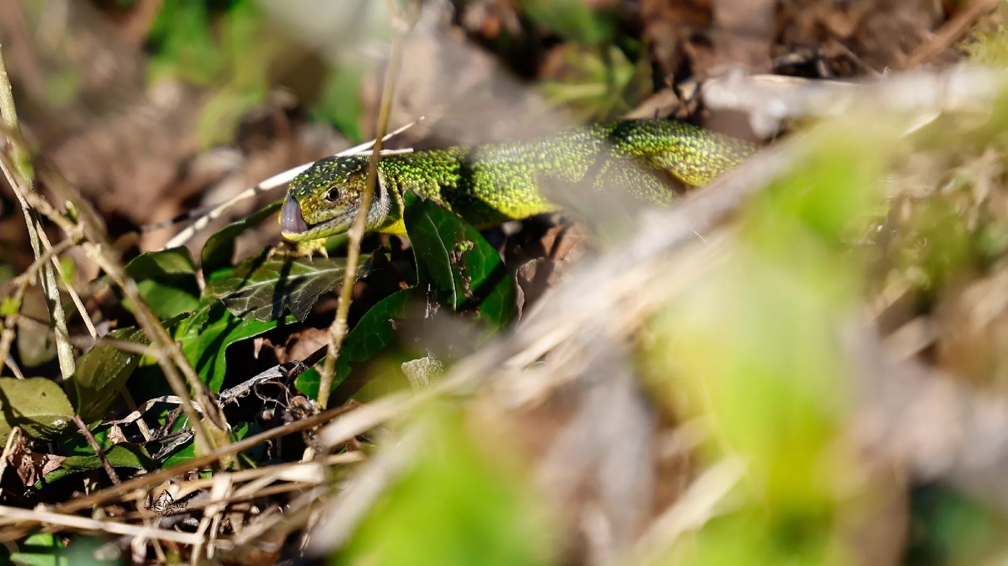 Portfolio/Europe/Photos/0240_Z9A9762_lezard vert.webp